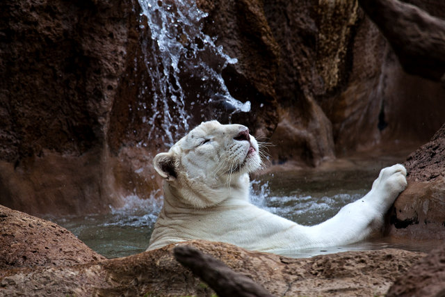 Simbad Ducha Simbad dandose una ducha.