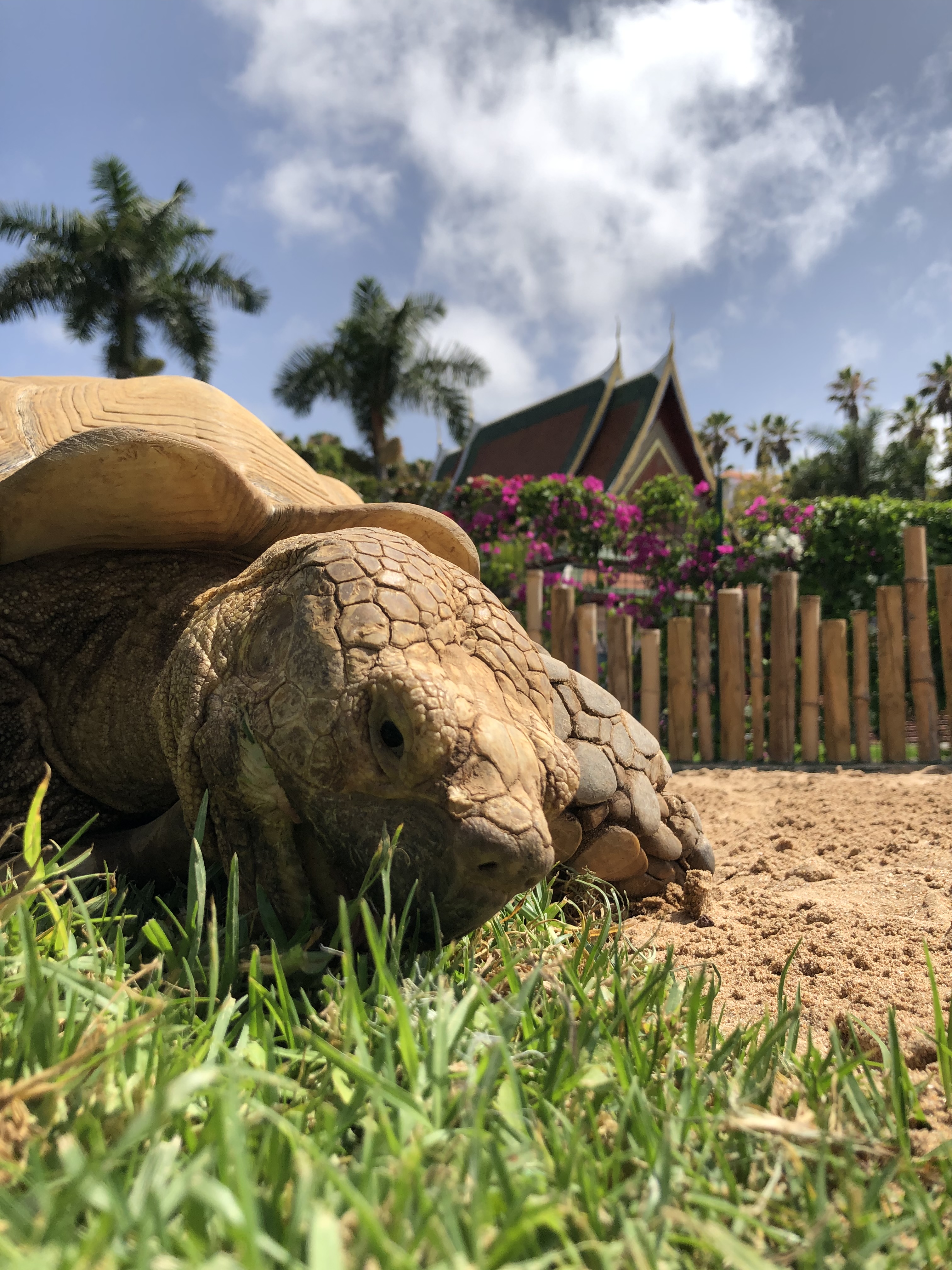 Tortugas de Espolones Africanas