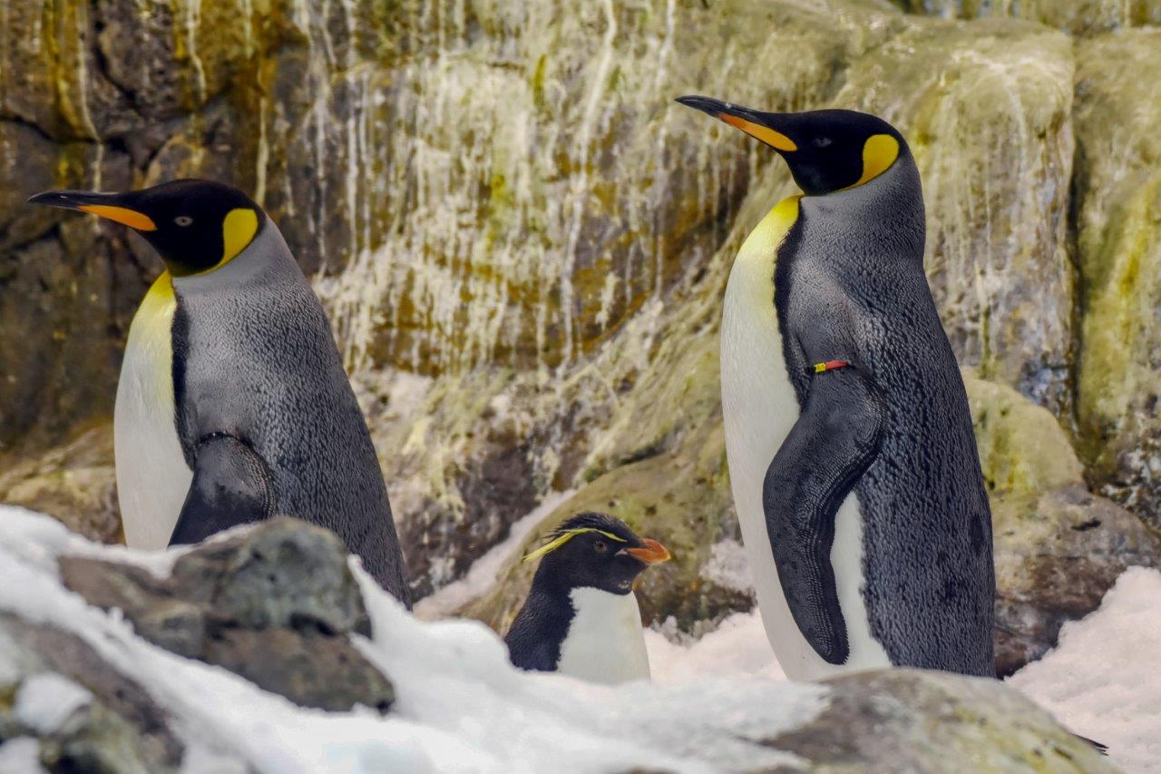 Diferentes especies de pingüinos