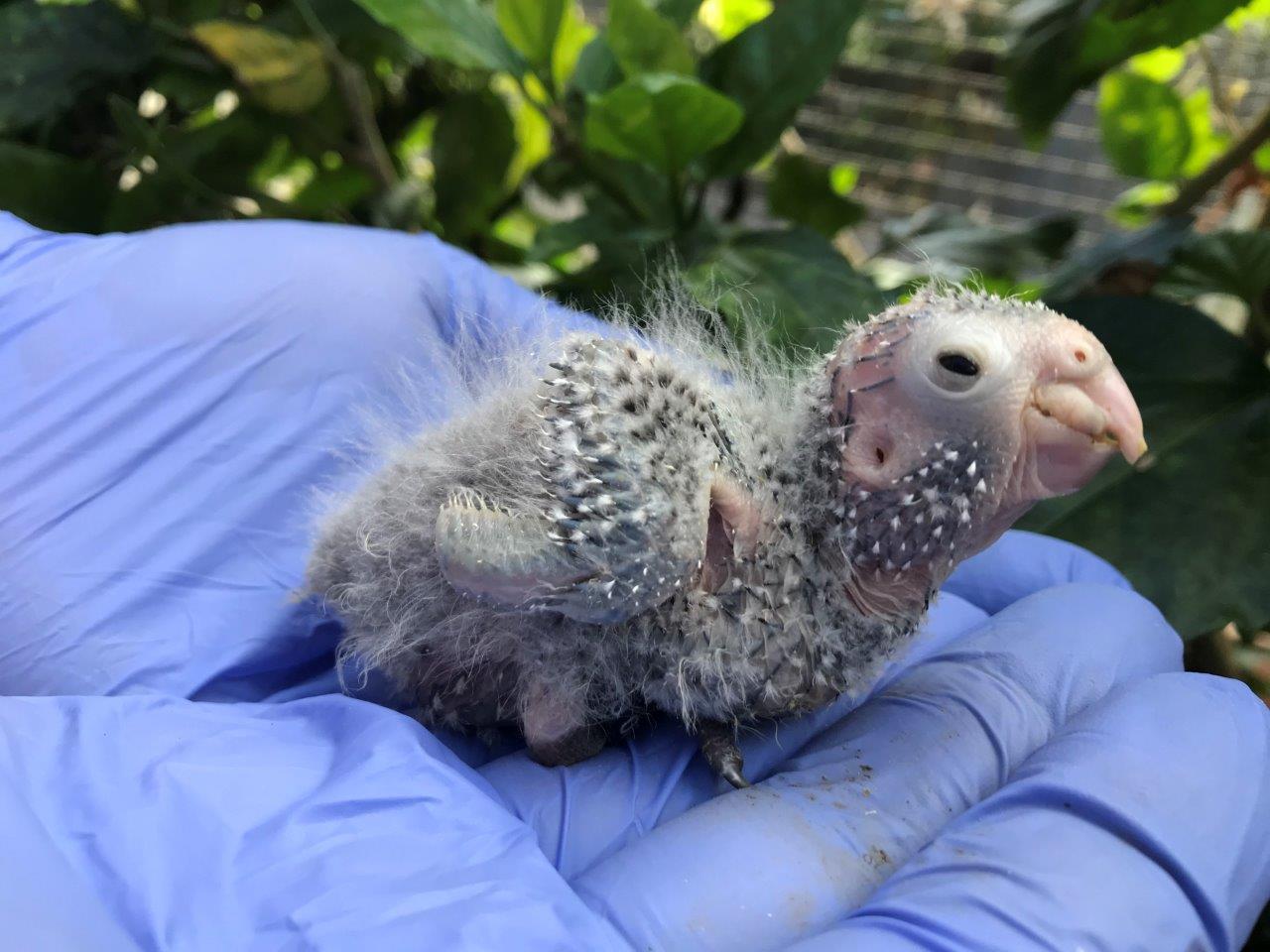 Cria Cotorra Colirroja