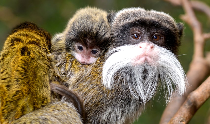 dos tamarinos emperador