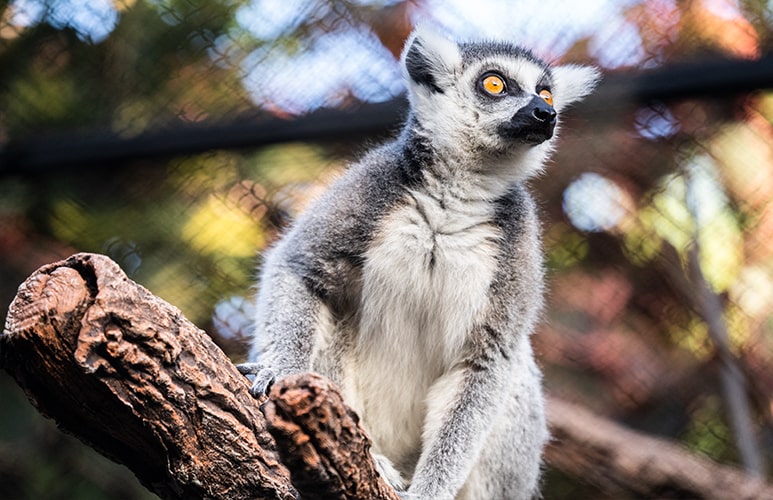 Lemur de loro parque