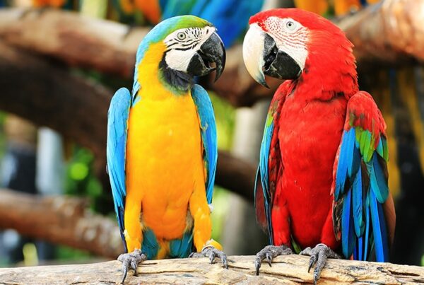 Dos loros loro parque