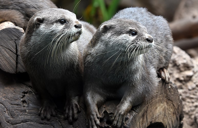 dos nutrias