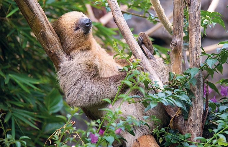 Perezoso Loro Parque