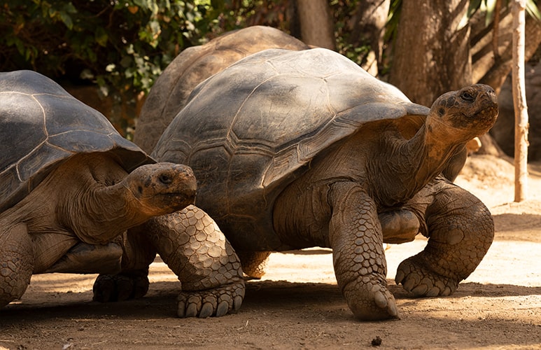 dos tortugas de loro parque