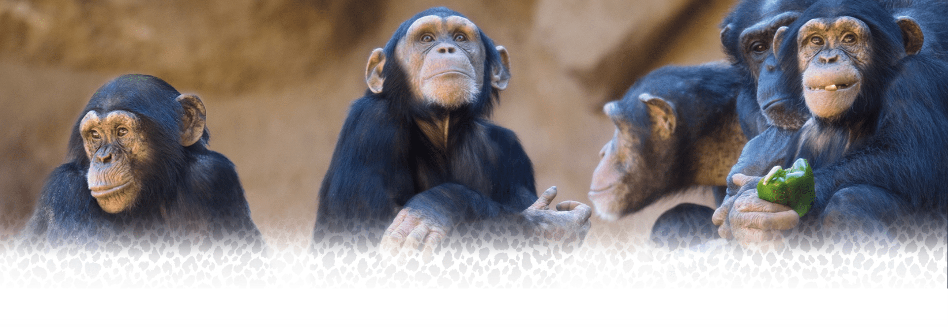 cabecera animales con monos