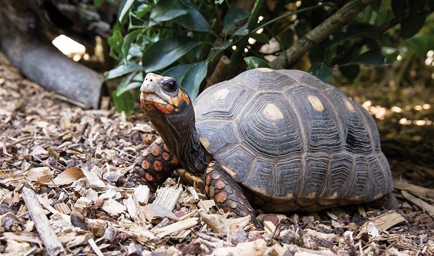 tortuga patas rojas en loro parque zoo canarias