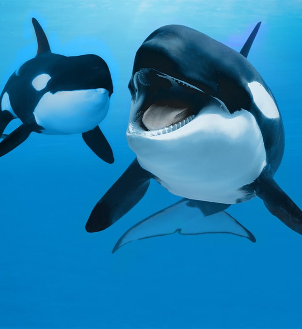 Orcas