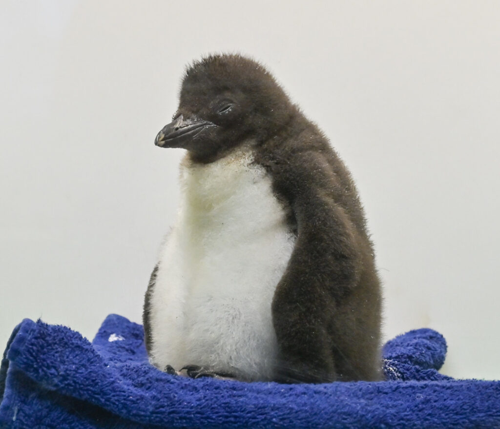 neugeborenes Pinguin