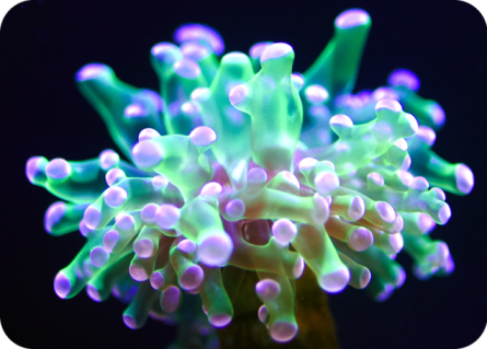 Foto Euphyllia paradivisa en Coral Kingdown Loro Parque