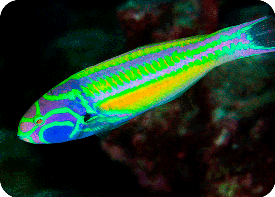 Thalassoma-quinquevittat