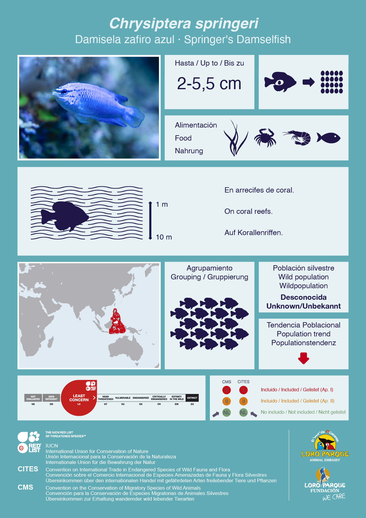 Chrysiptera Sprigeri