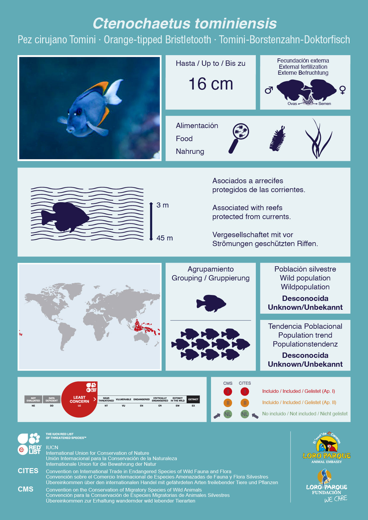 Ctenochaetus-tominiensis