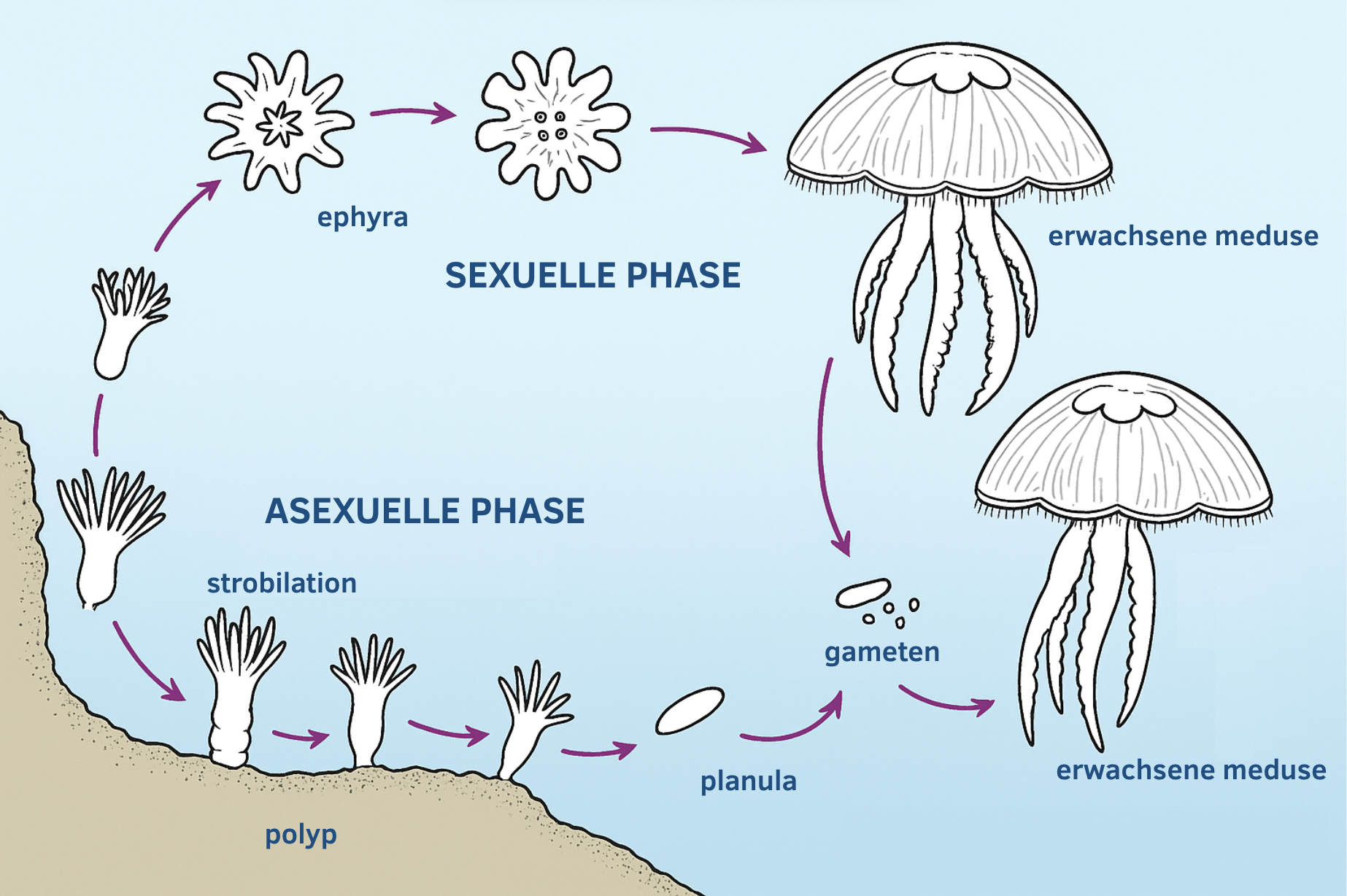 Lebenszyklus der Quallen