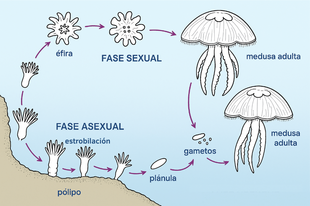 Ciclo de vida de las medusas