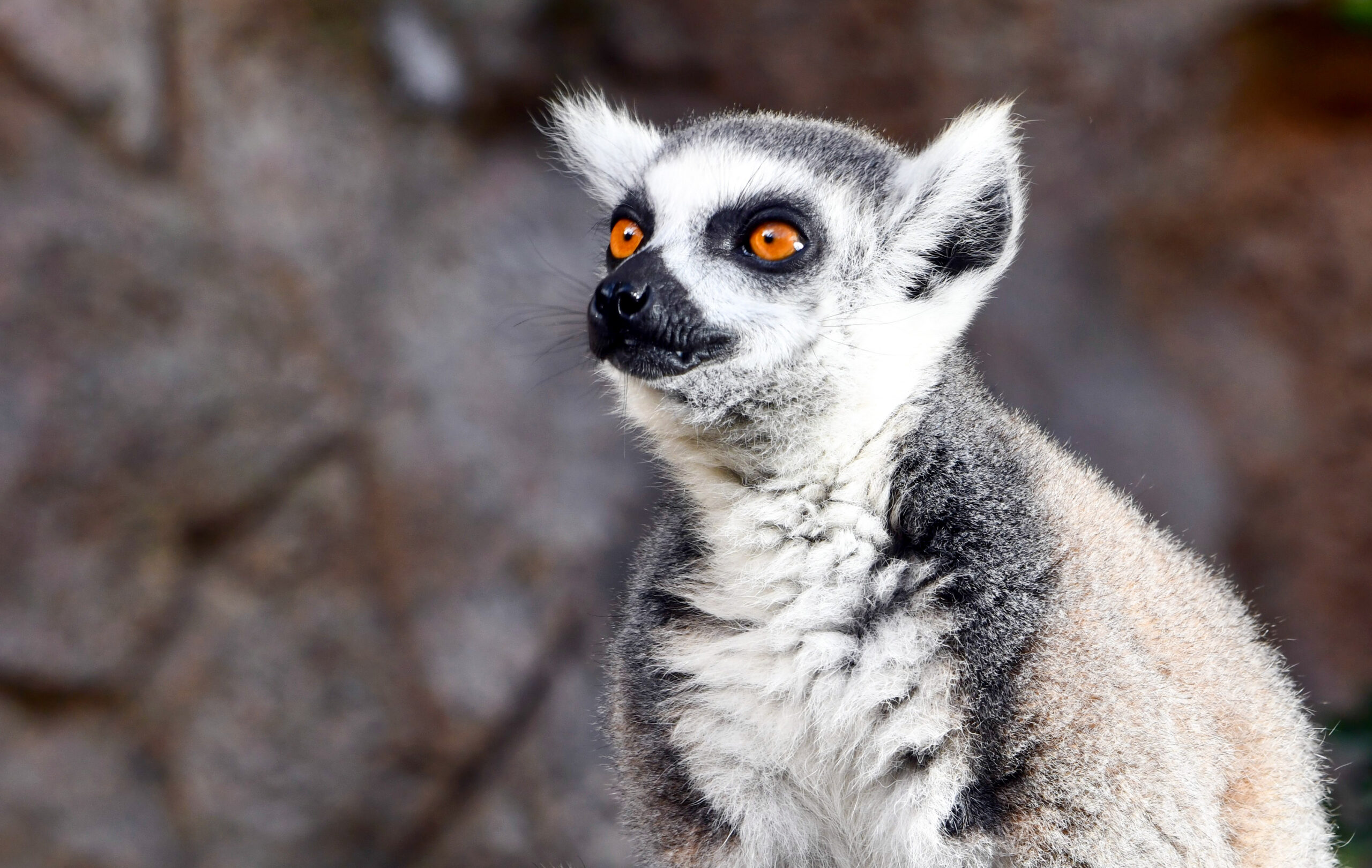 Primer plano de un lémur de cola anillada (Lemur catta) mirando hacia arriba, con ojos anaranjados brillantes.