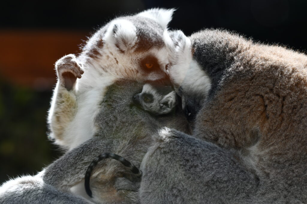 Dos lémures de cola anillada acurrucados con su cría mientras se acicalan mutuamente.