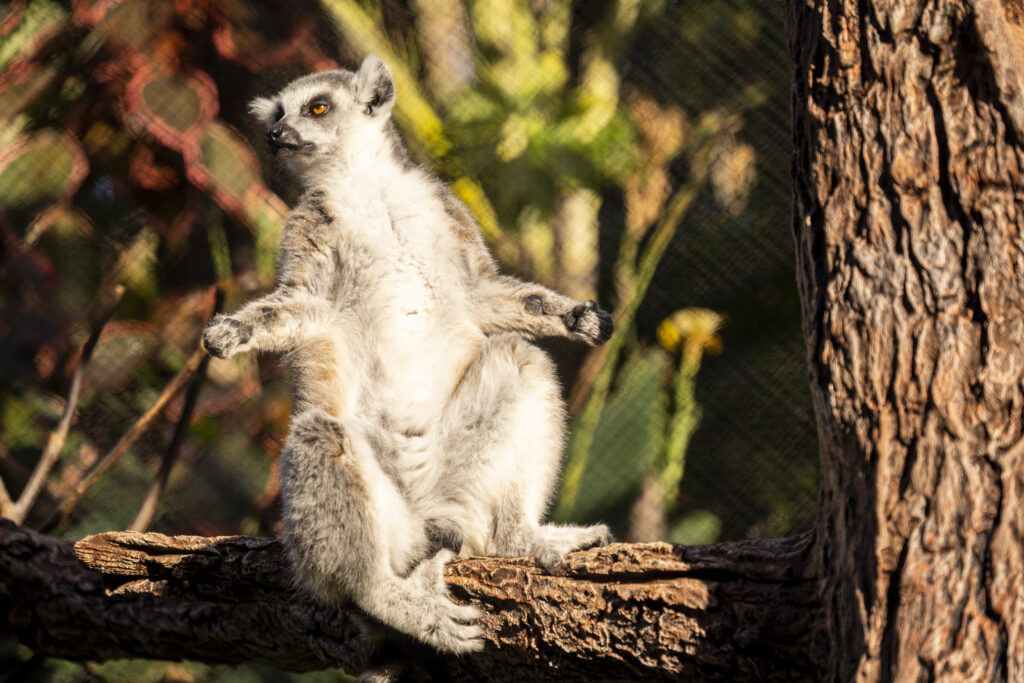 Lémur de cola anillada sentado sobre el tronco de un árbol con postura erguida.