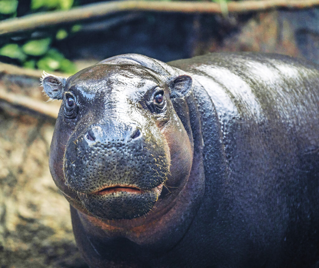 Primer plano del rostro de un hipopótamo pigmeo, mostrando sus ojos, hocico ancho y piel oscura.
