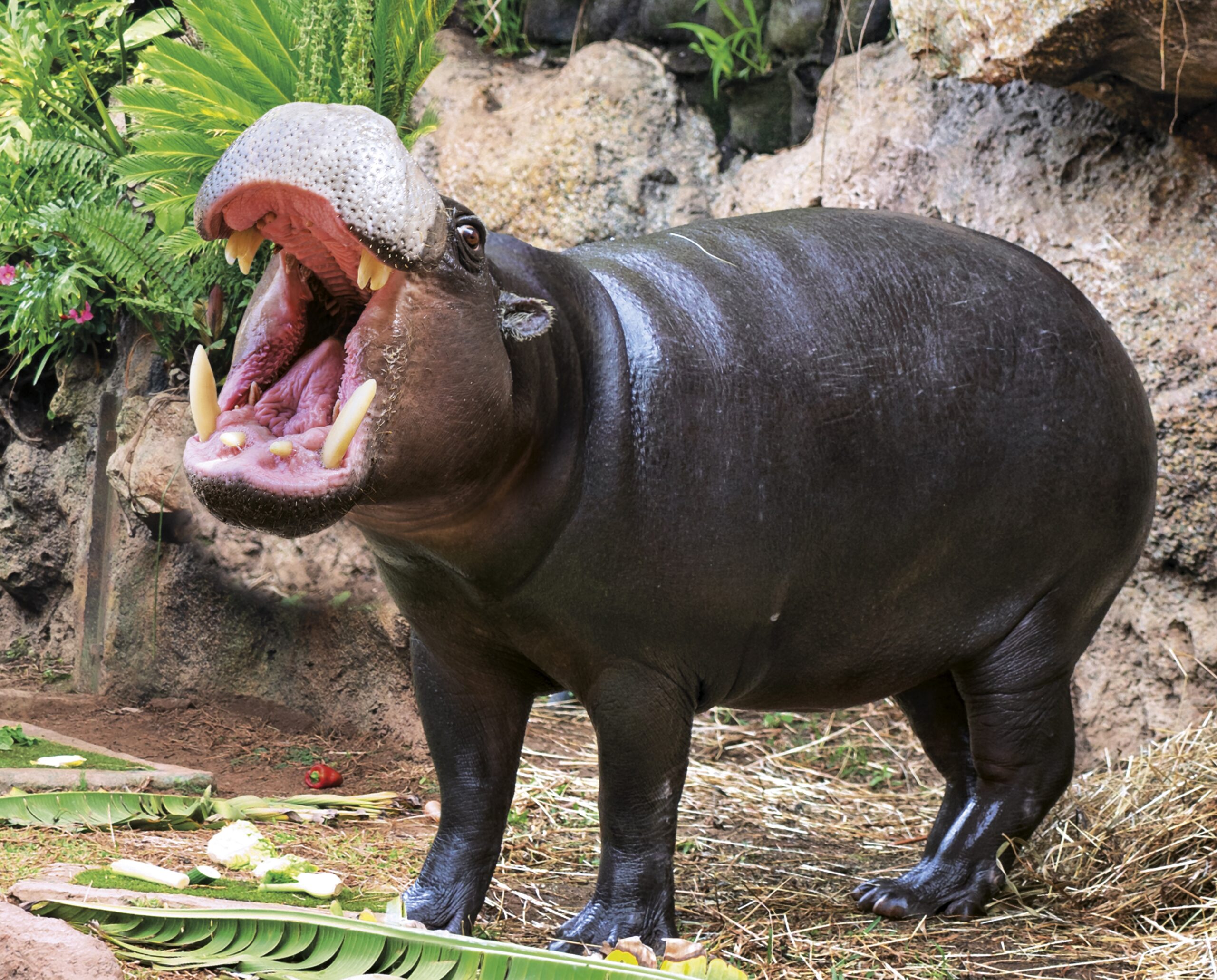 Hipopótamo pigmeo (Choeropsis liberiensis) en Loro Parque, mostrando su cuerpo compacto y su boca abierta.